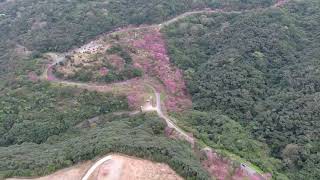 沖縄県那覇市の桜の空撮映像